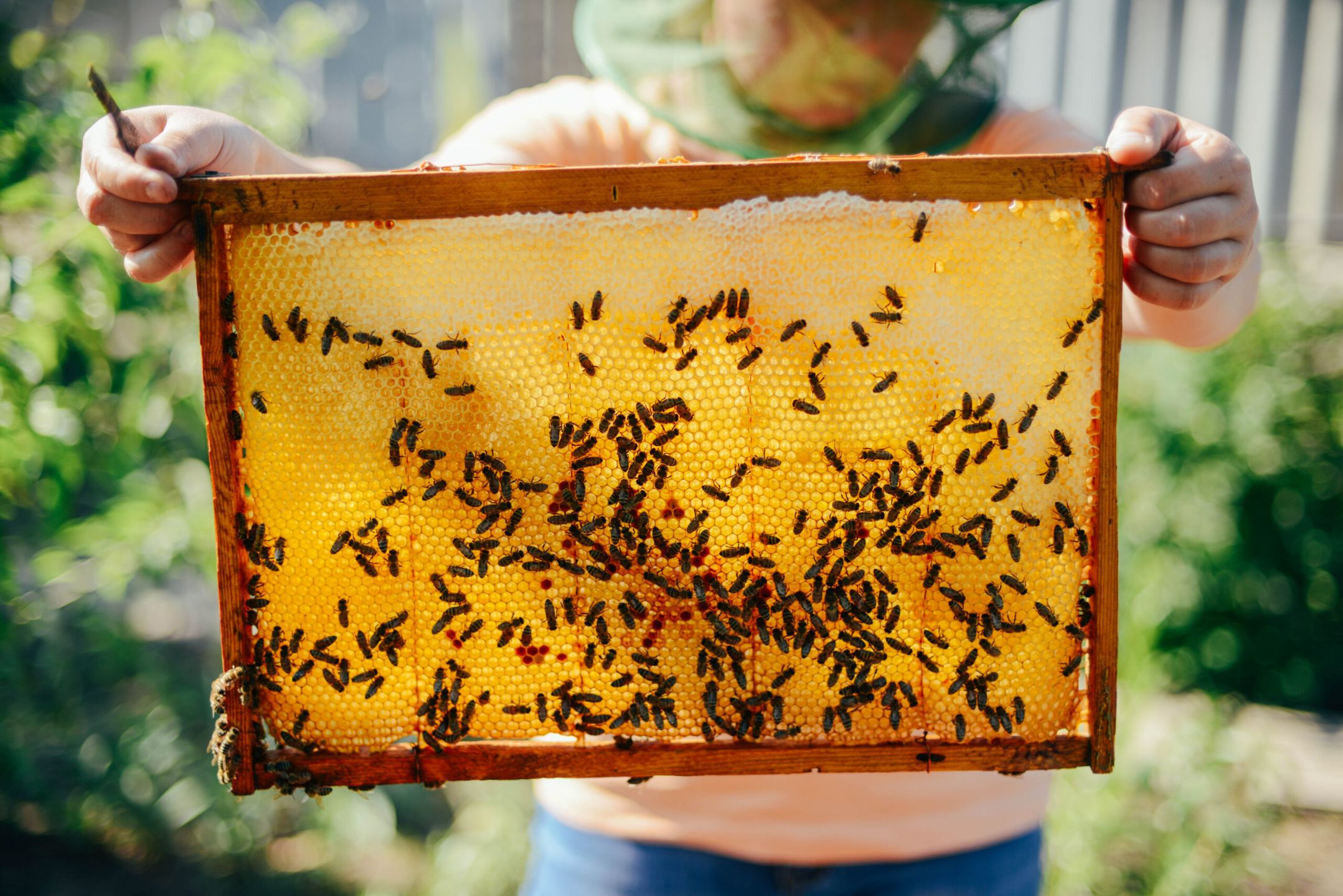 bigstock-Frames-Of-A-Bee-Hive-Beekeepe-189803713-scaled.jpg
